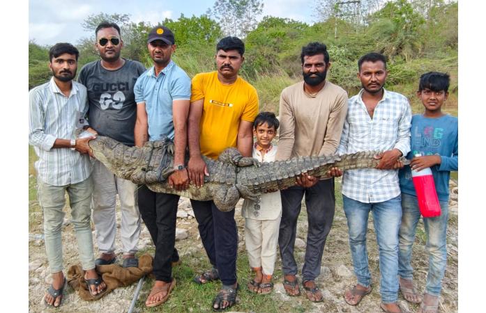 ભાણવડમાં કૂવામાં ખાબકેલી મહાકાય મગરનું દિલધડક રેસ્ક્યુ.