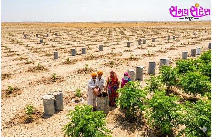 ધોલેરાના ખારાપાટમાં ‘ડ્રમ પ્લાન્ટેશન’નો ચમત્કાર: રણ વચ્ચે ખીલી હરિયાળી, 3,200 વૃક્ષોની સફળતા બાદ હવે 50,000 નવા રોપાઓનું આયોજન.