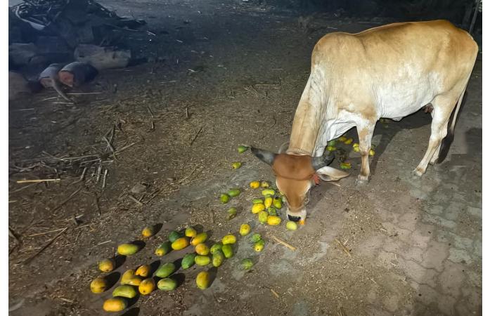 જીવદયાનું અનોખું ઉદાહરણ: ભાણવડના જલારામ યુવક મંડળે બિનવારસુ ગૌવંશને ખવડાવી 1000 કિલો કેરી, માનવતાની સુગંધથી મહેક્યું શહેર.