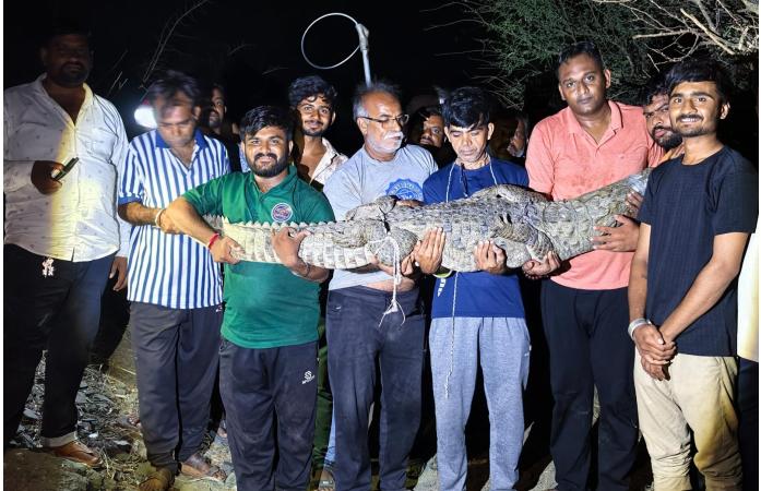 ભાણવડના વાનાવડમાં એક જ રાતમાં બે મહાકાય મગરોનું દિલધડક રેસ્ક્યુ: એનિમલ લવર્સ અને વન વિભાગની સતર્કતાથી ટળી મોટી દુર્ઘટના.