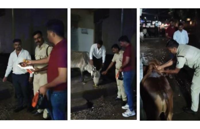 સુરક્ષા અને સેવાનો અનોખો સમન્વય: ધ્રોલ પોલીસની માનવતાભરી પહેલ, અબોલ ગાયોના ગળે રિફ્લેક્ટિવ બેલ્ટ બાંધી માર્ગ અકસ્માતો અટકાવવાનો પ્રયાસ.
