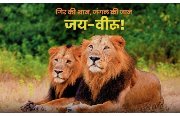 ગીરની અમર સિંહ બેલડી ‘જય-વીરુ’ને ભાવભીની શ્રદ્ધાંજલિ: પરિમલ નથવાણીએ સાસણ ગીરમાં બેકલાઇટ સ્મારક બોર્ડનું કર્યું અનાવરણ.