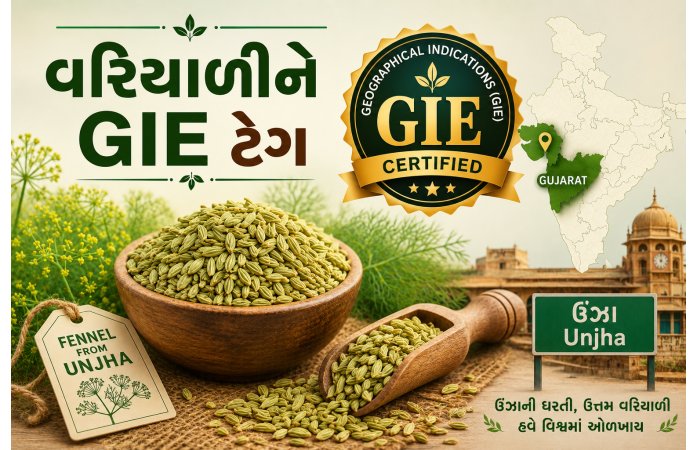 ઊંઝાની વરિયાળીને જીઆઈ ટેગ: જીરા બાદ વધુ એક વૈશ્વિક ઓળખ, ખેડૂતોમાં ખુશીનો માહોલ.