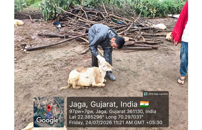 જામનગરના જગા ગામે ફૂડ પોઈઝનિંગથી 46 ઘેટાં-બકરાંના મોત, પશુપાલન વિભાગે હાથ ધરી સારવાર.