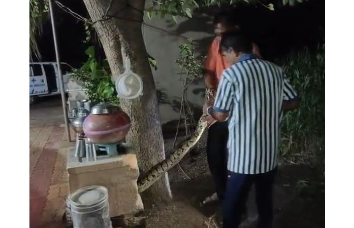 ભાણવડ પંથકમાં એક જ રાતમાં પાંચ અજગરનું રેસ્ક્યુ.