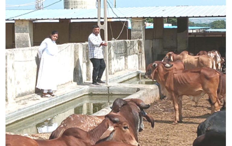 જામનગર: જેએમસીના ઢોરવાડામાં 9 મહિના દરમિયાન 900થી વધુ પશુઓના મોત
