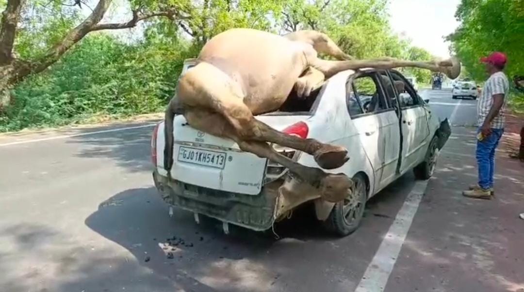 કાર ચાલકે બે ઊંટ ને અડફેટે લેતા