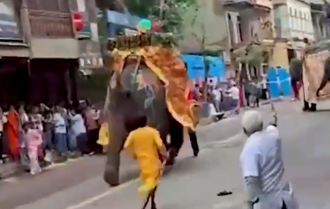 રથયાત્રામાં ઉશ્કેરાયેલા હાથીઓની મદદે દોડી આવી ‘વનતારા’ની ટીમ: શાંતિપૂર્ણ રીતે નિયંત્રણ મેળવ્યું, તબીબી તપાસ અને માનસિક થેરાપી અપાઈ