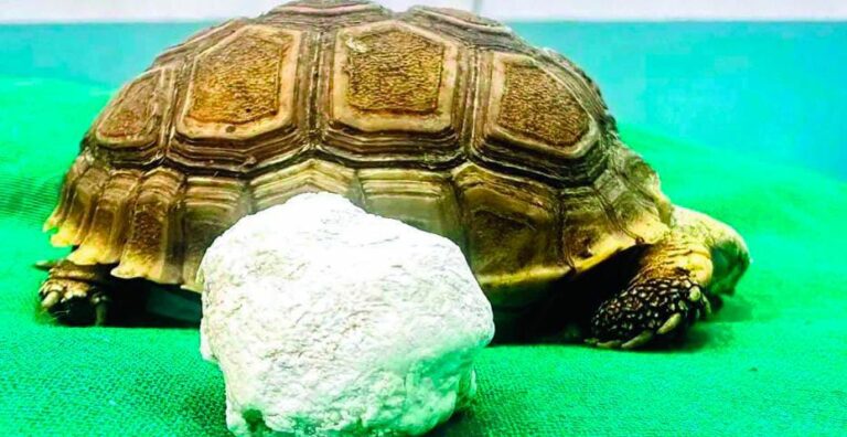 ૮૧ ગ્રામના ટચૂકડા કાચબાના મૂત્રાશયમાંથી ૨૦ ગ્રામની પથરી કાઢી: વેટરનરી સર્જરીનું દુર્લભ ઉદાહરણ