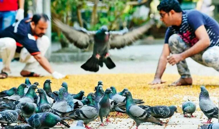 દાદરમાં ‘કબૂતર શાંતિદૂત બચાવો’ વિશાળ ધર્મસભા આજે — જીવદયાના સંદેશ સાથે સંતો અને સમાજનો એક અનોખો અવાજ
