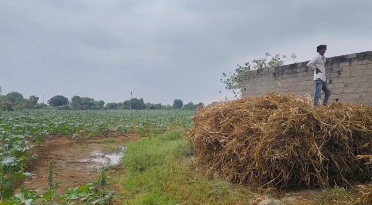 પાટણ જિલ્લામાં ભર શિયાળે કમોસમી વરસાદે ફેલાવી ચિંતા : અણધાર્યા માવઠાથી ખેડૂતોના પાક અને પશુપાલન પર પડ્યો માઠો પ્રભાવ