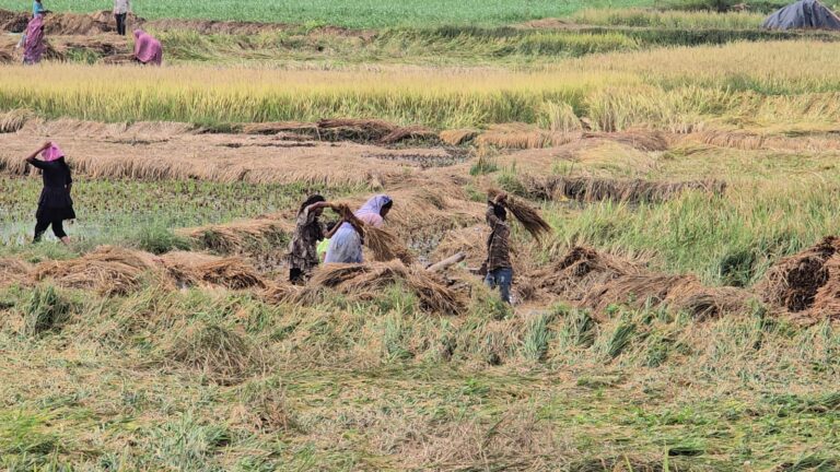 પંચમહાલ જિલ્લામાં કમોસમી વરસાદે ખેડૂતોના સપના ધોયા – 25 કરોડથી વધુનું નુકસાન, 25 હજાર હેક્ટર પાક બગડ્યો, ખેડૂતોએ સરકારને વળતર અને પાક ધીરાણ માફીની માંગ કરી