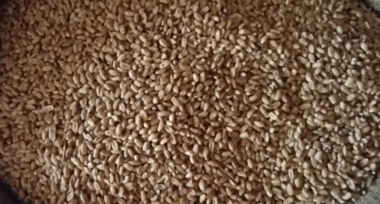 સુલતાનપુર ગામના ગરીબોની વ્યથા – સસ્તા અનાજની દુકાનમાં બગડેલું અનાજ અને બાયોમેટ્રિકની મુશ્કેલીઓ સામે ઉઠેલો સામૂહિક આક્રોશ