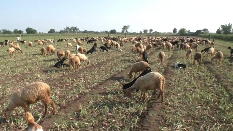 કમોસમી વરસાદે જેતપુરના ખેડૂત મહેશભાઈ સાવલિયાનો ડુંગળીનો પાક નાશ પામ્યો — આઠ વિઘાના ખેતરમાં આખું વર્ષનું પરિશ્રમ પાણીમાં, સહાયની માંગ સાથે ખેડૂતના હૃદયમાંથી નીકળ્યો દુઃખનો ઉછાસ