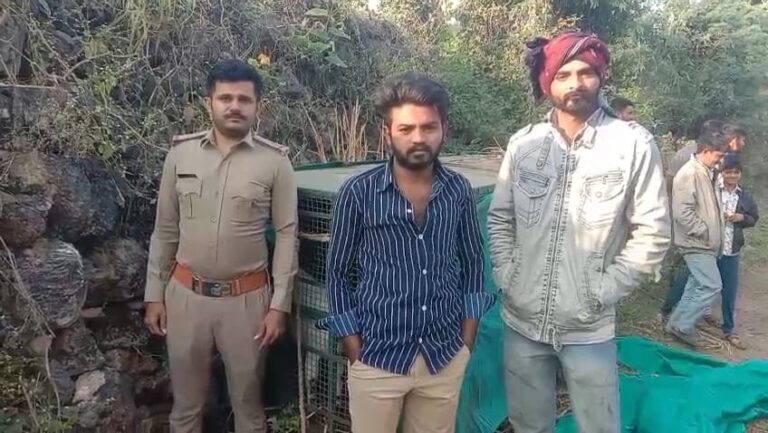 ગીર સરહદી અકાળા ગામમાં ભય ફેલાવતા દિપડાને ફોરેસ્ટ વિભાગે સલામત પાંજરે પૂર્યો