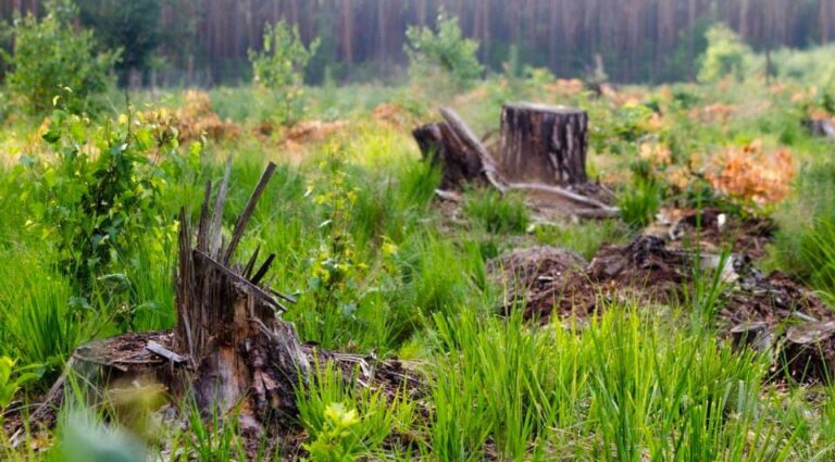 તપોવનને કાપશો નહીં! નાશિકનો હરિયાળો શ્વાસ બચાવવા નાગરિકોની જંગી લડત—કુંભ મેળા પહેલા 1,834 વૃક્ષોની અસમયે થતી કતલ સામે ઉઠ્યો મહાવિસ્ફોટ