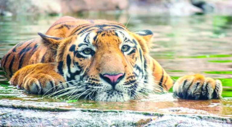 રાણીબાગના ‘શક્તિ’ના રહસ્યમય અવસાનથી ઝૂ પ્રબંધન પર પ્રશ્નોનું ઘર બસ્યું : આઠ દિવસ સુધી માહિતી દબાવવાના આરોપે વાદળી છવાઈ