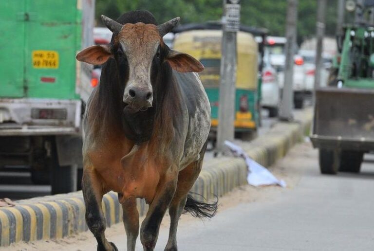 દ્વારકાનગરીમાં રખડતાં પશુઓ–આખલાઓનો ત્રાસ હવે વડી અદાલત સુધી.