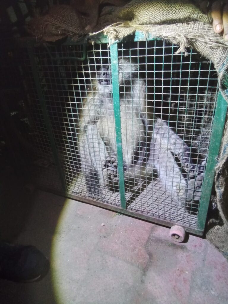 સુરજકરાડી વિસ્તારમાં ઘવાયેલા અને વૃદ્ધ ‘કપીરાજ’નો સફળ રેસ્ક્યુ.