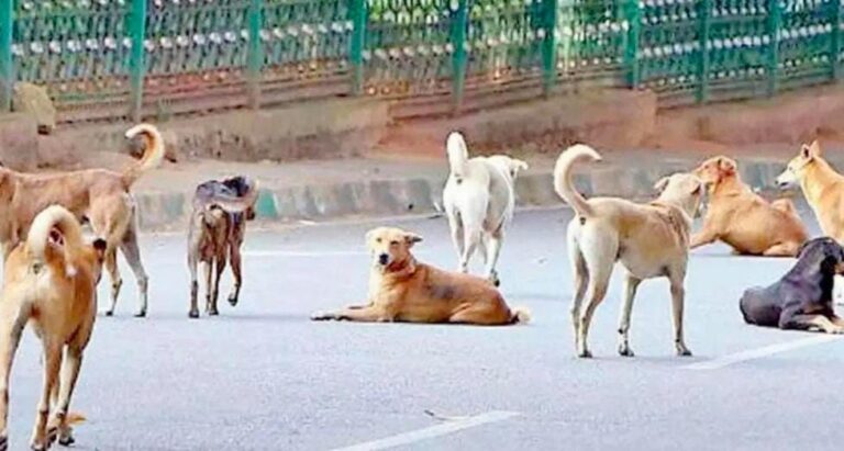 ખડતાં કૂતરાઓના વધતા આતંક સામે રાજકારણીઓનો આક્રમક સ્વર.