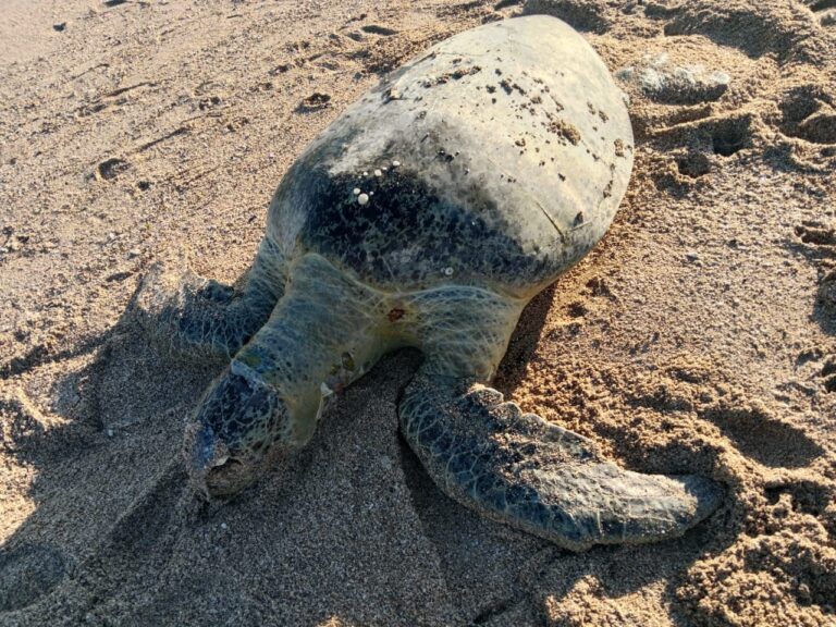 ઓખા દરિયાકાંઠે મૃત હાલતમાં દરીયાઇ કાચબો મળ્યો.