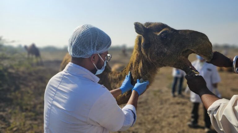 ઊંટોના આરોગ્ય માટે સંવેદનશીલ પ્રયાસ : જામનગર પશુપાલન વિભાગની વિશેષ ઝુંબેશ.