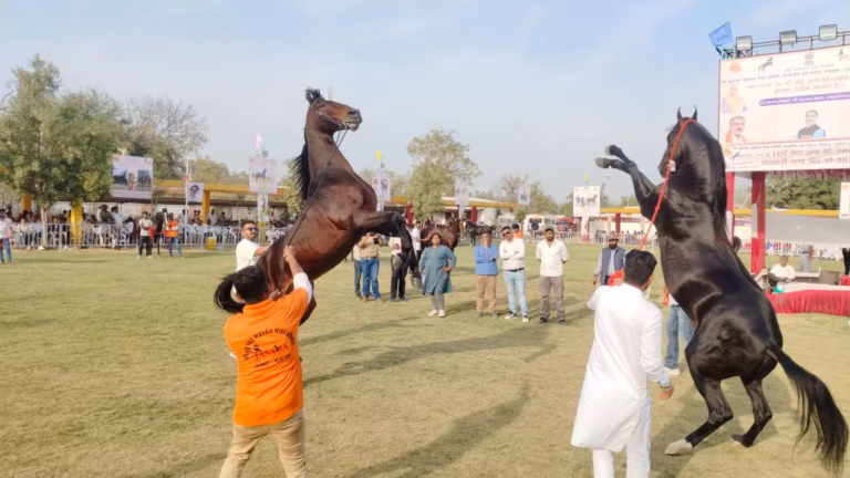 4 વર્ષ બાદ સૌરાષ્ટ્રની ધરતી પર અશ્વ વૈભવનું પુનરાગમન: વાંકાનેરમાં 17મો કામા અશ્વ શો, 280 ઘોડાની હણહણાટી સાથે દિલધડક સ્પર્ધાઓ