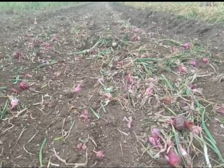 ડુંગળીના ભાવ ન મળતા ખેડૂતનો કડવો નિર્ણય.