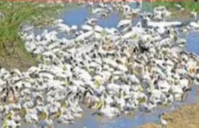 પોરબંદરની ચોપાટી પર માનવ સર્જિત ખોરાક બન્યો વિદેશી પક્ષીઓના મોતનું કારણ.