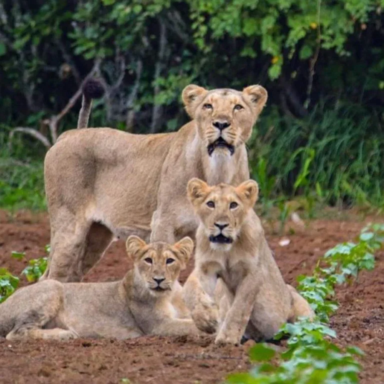 ગીરના સિંહોના વિસ્તારમાં તંત્રનું ‘સિંઘમ’ રૂપ.