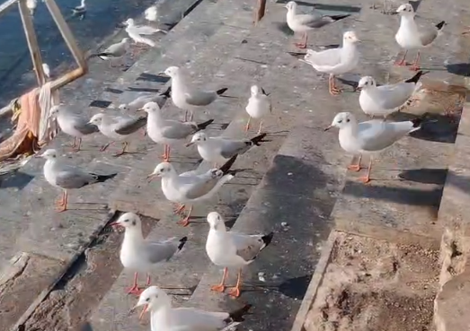 શિયાળાના સૌંદર્ય સાથે દ્વારકામાં વિદેશી મહેમાનોનું આગમન  ગોમતી ઘાટે સાઈબેરીયન સીગલ પક્ષીઓનો કલરવ, યાત્રાધામ બની ગયું કુદરતી પક્ષીવિહાર