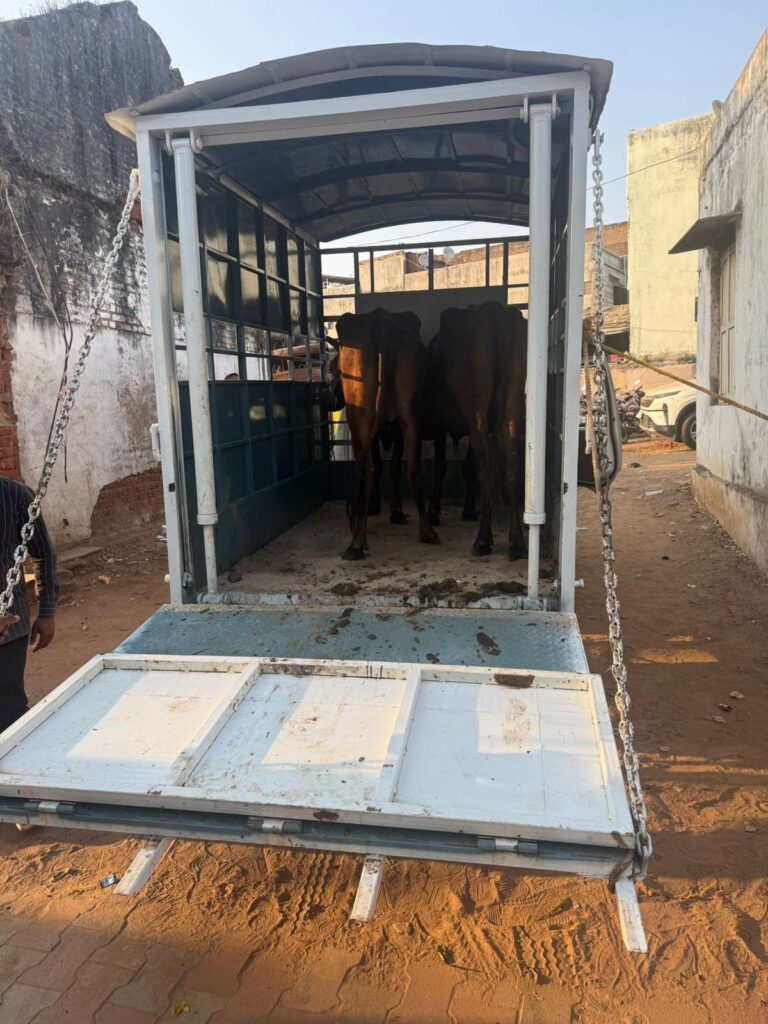 “શહેરા પોલીસની સતર્કતા: કતલખાને લઈ જતાં બે અબોલ પશુઓ બચાવાયા, બે આરોપી ઝડપાયા – ત્રીજા માટે શોધખોળ તેજ”.