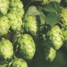 દુનિયાનું સૌથી મોંઘું શાકભાજી – હોપ શૂટ્સ ૧ કિલોની કિંમત ૮૫,૦૦૦ રૂપિયા! જાણો કેમ એટલું મોંઘું છે.