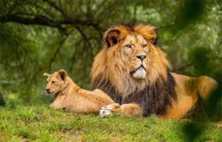 સિંહોના સામ્રાજ્યમાં ચિંતા અને ગૌરવ સાથેનું ચિત્ર: બે વર્ષમાં 314 મોત છતાં વસ્તી 911 પર.