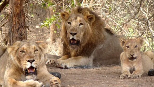 ગીરના સિંહોની સુરક્ષા માટે ઐતિહાસિક પગલું – ગુજરાત સરકાર અને રેલ્વેનું સંયુક્ત મહાપ્રયાસ, 5 નવા અંડરપાસ અને AI આધારિત સુરક્ષા સિસ્ટમને મંજૂરી