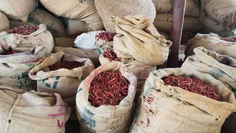 ઉત્તર ગુજરાતના મસાલા બજારમાં તેજીનો માહોલ: થરાનું મરચું ૯૦૦ રૂપિયા કિલો સુધી પહોંચ્યું, લાલ મરચું અને હળદરના ભાવમાં પણ ઉછાળો.