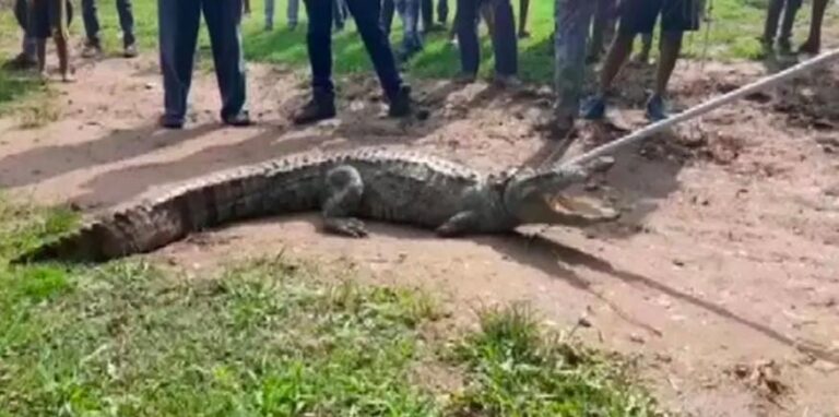 આઈઆઈટી બૉમ્બે કેમ્પસમાં નવ ફૂટ લાંબો મગર દેખાતા ચકચાર – વન વિભાગની રેસ્ક્યુ ટીમે સુરક્ષિત રીતે પકડી પાડ્યો.