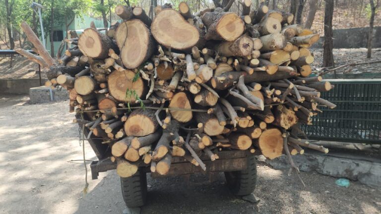 નસવાડીમાં લીલા વૃક્ષોના ગેરકાયદેસર કાપકામનો ભંડાફોડ: ફોરેસ્ટ વિભાગની નાઈટ પેટ્રોલિંગ દરમિયાન લીલા લીમડાના લાકડાથી ભરેલો ટ્રેક્ટર ઝડપી પાડ્યો, પર્યાવરણ પ્રેમીઓમાં ચર્ચાનો માહોલ.