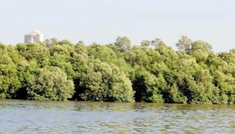 વિકાસ સામે પર્યાવરણનો સંઘર્ષ: સુપ્રીમ કોર્ટની મંજૂરી બાદ ૪૬,૦૦૦ મૅન્ગ્રોવ્ઝ કાપવાનો નિર્ણય ચર્ચામાં.