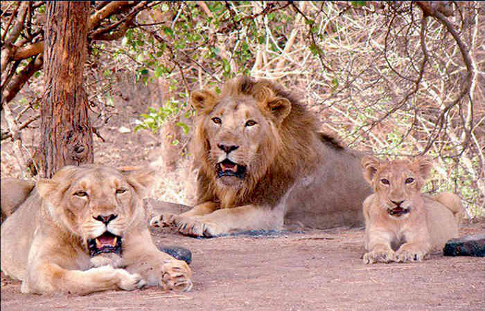 ગુજરાતમાં સિંહોની ચિંતા વધારતી સ્થિતિ: બે વર્ષમાં 322 સિંહના મોત