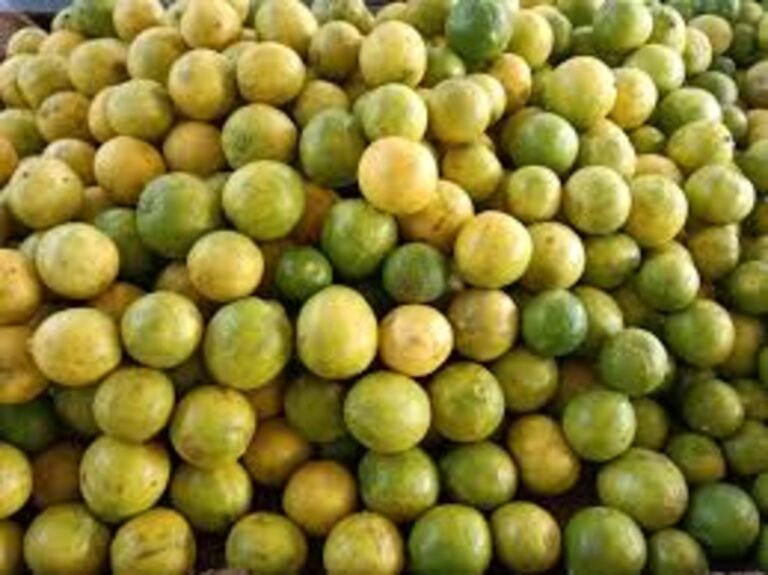 રાજકોટ એપીીએમસીમાં લીંબુની ૩૫૦૦ મણ આવક છતાં ભાવમાં વધારો: હોલસેલમાં ૧૫૦-૧૬૦ રૂપિયા, છૂટક બજારમાં ૨૦૦-૨૫૦ રૂપિયા પ્રતિ કિલો; ગૃહિણીઓનું બજેટ ખોરવાયું.