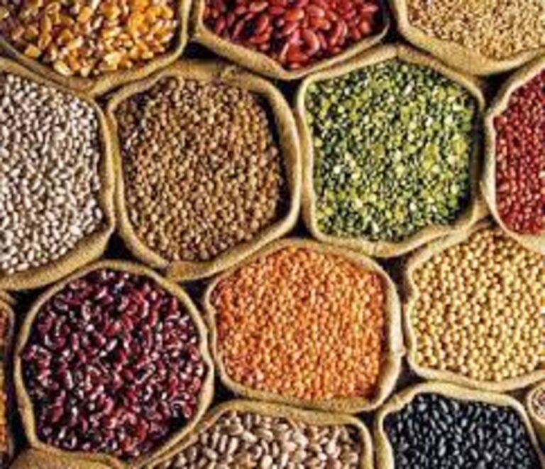 ગુજરાત કૃષિ વિકાસમાં અગ્રેસર: કઠોળ ઉત્પાદનમાં ૭૩૩% અને તેલીબિયામાં ૩૪૭%નો ઐતિહાસિક વધારો, કપાસ-શેરડીના ટેકાના ભાવમાં પણ ૭૦%થી ૧૦૩%નો ઉછાળો.