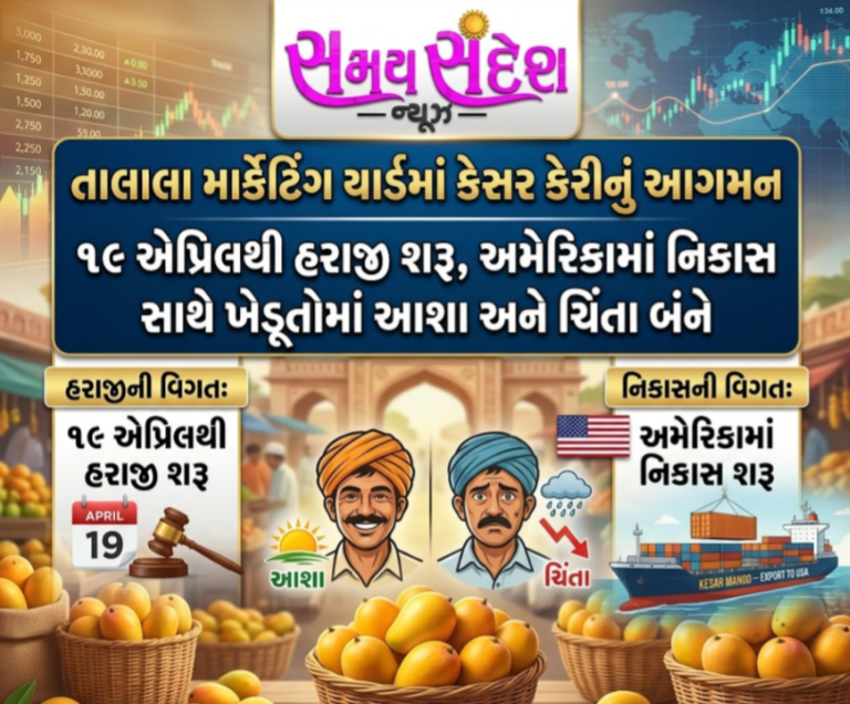 તાલાલા માર્કેટિંગ યાર્ડમાં કેસર કેરીનું આગમન: ૧૯ એપ્રિલથી હરાજી શરૂ, અમેરિકામાં નિકાસ સાથે ખેડૂતોમાં આશા અને ચિંતા બંને.