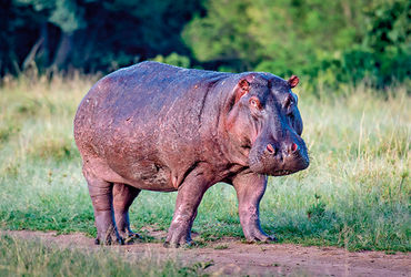 જામનગરના વંતારામાં હવે ગુંજશે આફ્રિકન હિપ્પોઝનો અવાજ: