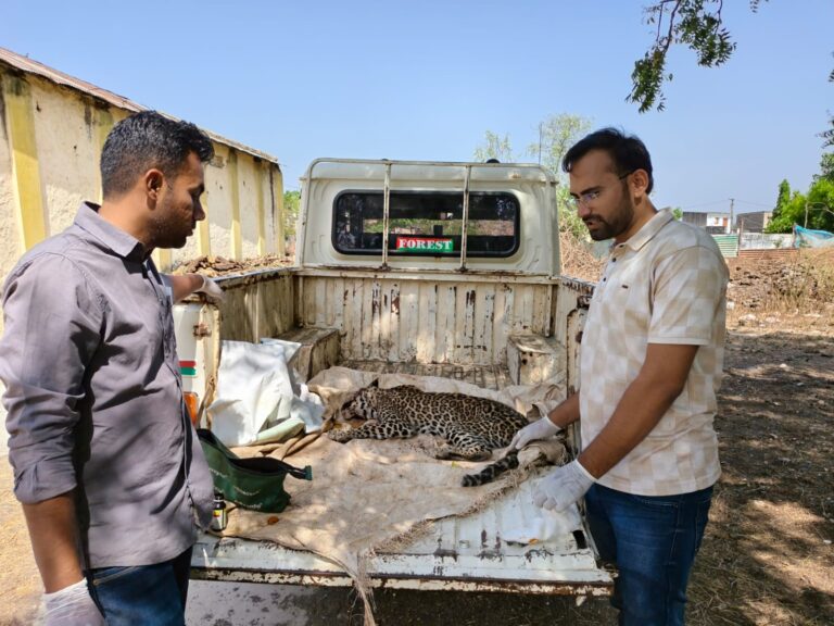 જામજોધપુરમાં ઇજાગ્રસ્ત દીપડાનું જીવ બચાવતું રેસ્ક્યુ: વન વિભાગની ઝડપી કામગીરીથી સક્કરબાગમાં વિશેષ સારવાર માટે ખસેડાયો.