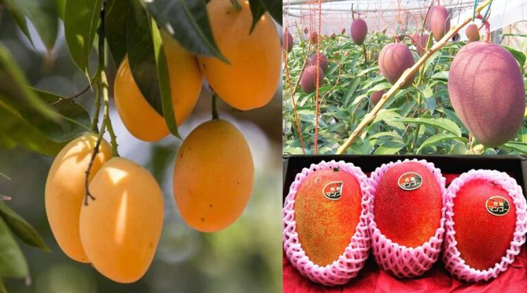 ફળોના રાજાની શાહી દુનિયા: રાજકોટથી જાપાન સુધી કેરીના અદભુત સામ્રાજ્યની સફર, લાખોની મિયાઝાકીથી લઈને આપણા હાપુસ સુધી જાણો વિશ્વની સૌથી મોંઘી કેરીઓની ચોંકાવનારી કહાની.